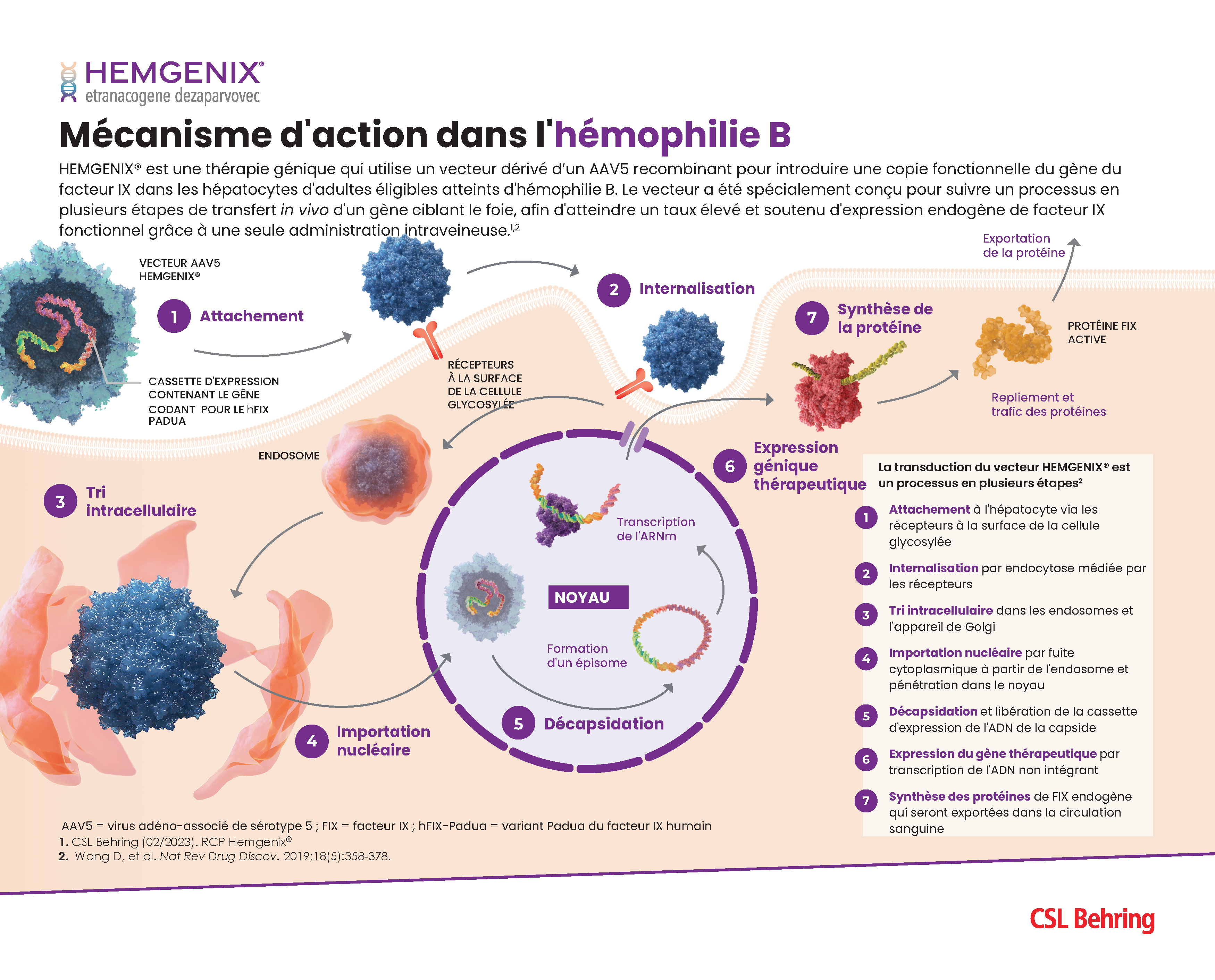 La thérapie génique dans l’hémophilie