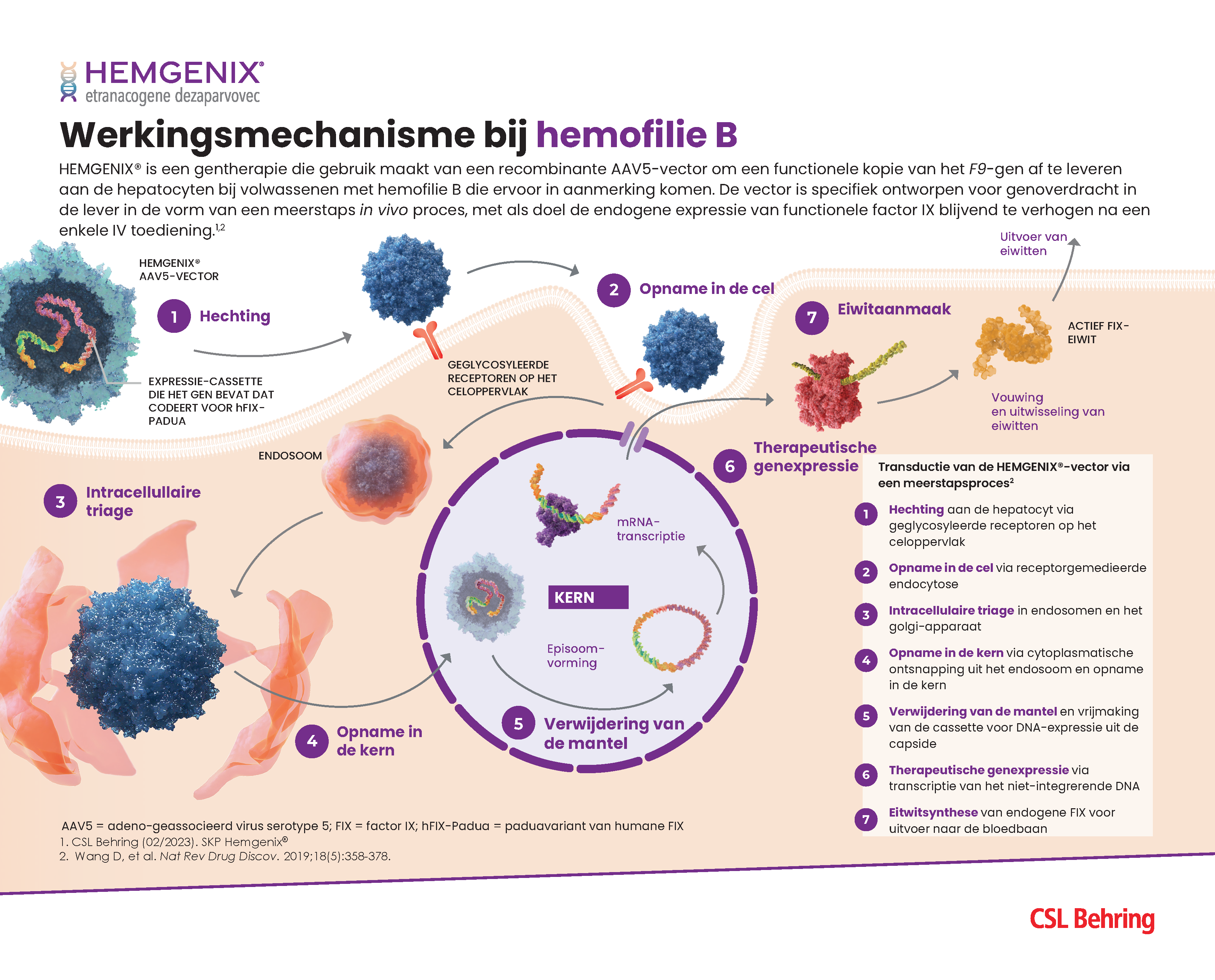 Gentherapie voor hemofilie uitgelegd